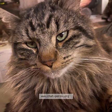 Foto 1/1 Tommy Chat perdido en Gieres