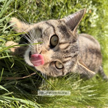 Foto 1/1 Nala Chat perdido en Douai