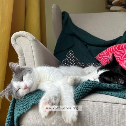 Foto 1/1 Yuki Chat perdido en Plouzane