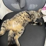 Foto del gato perdido en Saint Barthelemy