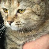 Foto del gato perdido en Viry