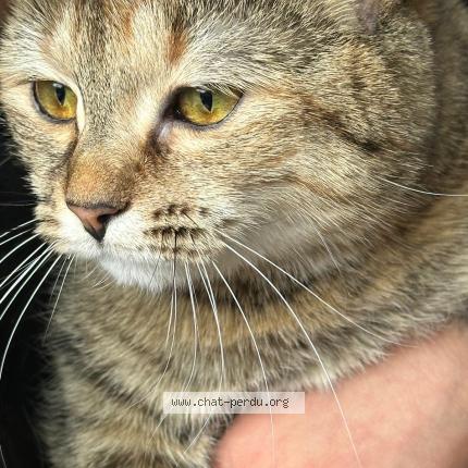 Foto 1/1 Zouina Chat perdido en Viry