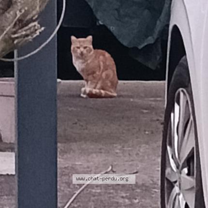 Foto 1/1 Gato encontrado Encontrado en Estrablin