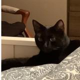 Foto del gato perdido en Boudry