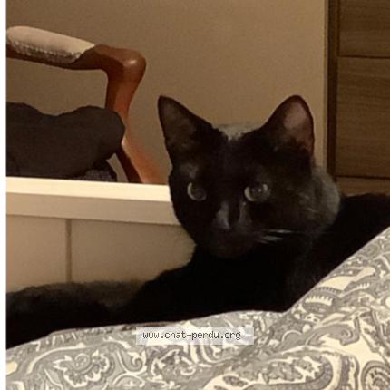 Foto 1/1 Drago Chat perdido en Boudry