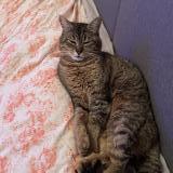 Foto del gato perdido en Valenciennes