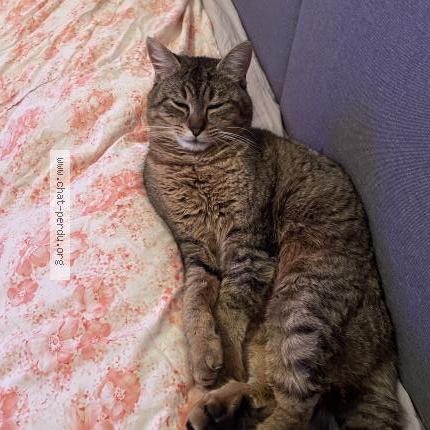 Foto 1/1 Coco Chat perdido en Valenciennes