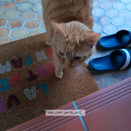 Foto 1/1 Gato encontrado Encontrado en Pinsaguel