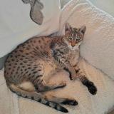 Foto del gato perdido en Villie Morgon