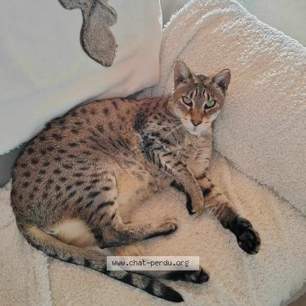 Foto 1/1 ISHARA Chat perdido en Villie morgon