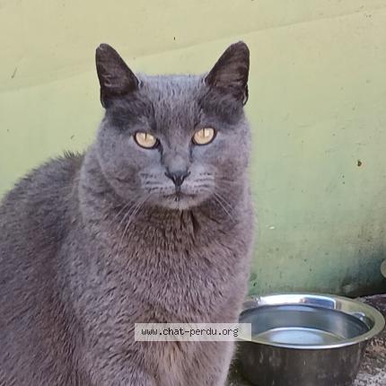 Foto 1/2 Gato encontrado Encontrado en Saint theodorit