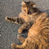 Foto de gato encontrado en Kembs