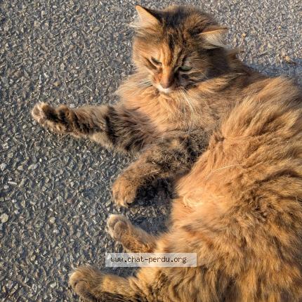 Foto 1/1 Gato encontrado Encontrado en Kembs