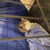 Foto de gato encontrado en Ifs