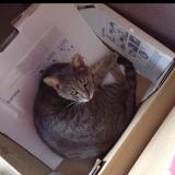 Foto del gato perdido en Bohain