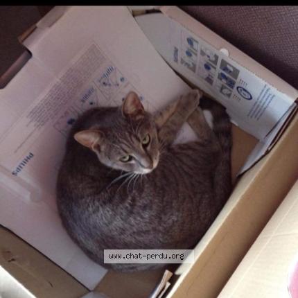 Foto 1/1 Mya Chat perdido en Bohain