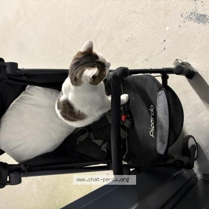 Foto 1/1 Gato encontrado Encontrado en Dijon