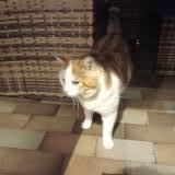 Foto de gato encontrado en Rosny Sur Seine