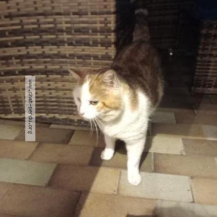 Foto 1/1 Gato encontrado Encontrado en Rosny sur seine