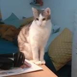 Foto del gato perdido en Rouen