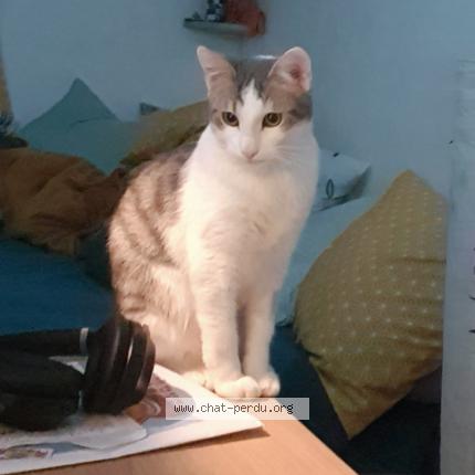 Foto 1/1 Matcha Chat perdido en Rouen