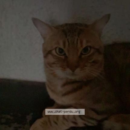 Foto 1/1 Kaneki Chat perdido en Marseille