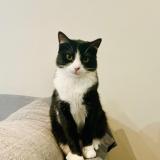 Foto del gato perdido en Perpignan