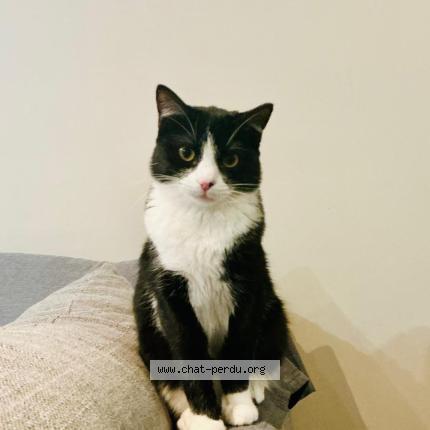 Foto 1/1 Chanelle Chat perdido en Perpignan