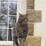 Foto del gato perdido en Le Relecq Kerhuon