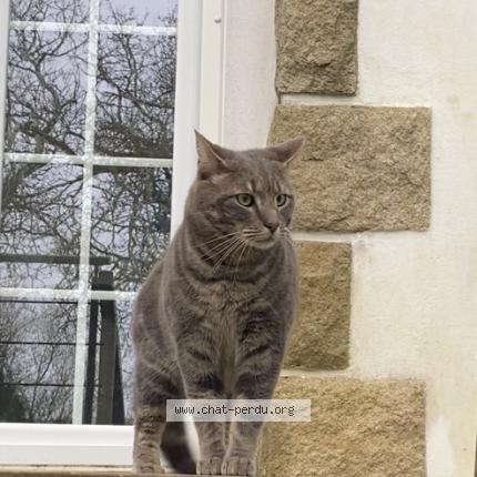 Foto 1/1 Topaze Chat perdido en Le relecq kerhuon
