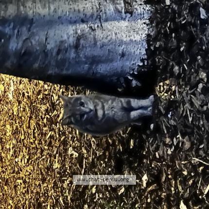 Foto 1/1 Gato encontrado Encontrado en La rochelle