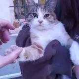 Foto de gato encontrado en Mouy