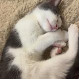 Foto del gato perdido en Meyrin