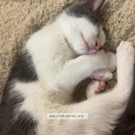 Foto 1/1 Denzo Chat perdido en Meyrin