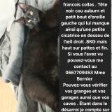 Foto del gato perdido en Sorigny