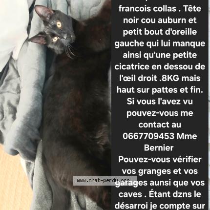 Foto 1/1 Karis Chat perdido en Sorigny
