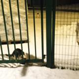 Foto del gato perdido en Maromme