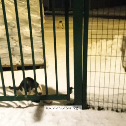 Foto 1/1 Mistigri Chat perdido en Maromme