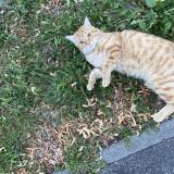 Foto del gato perdido en Rubelles France