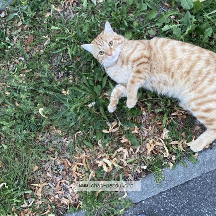 Foto 1/1 Kiiro Chat perdido en Rubelles france