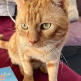 Foto del gato perdido en Plouzane