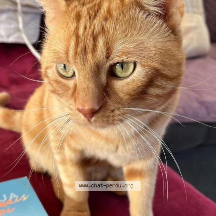 Foto 1/1 Shiky Chat perdido en Plouzane