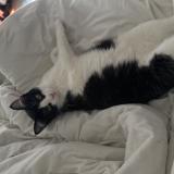 Foto del gato perdido en Villeneuve Sur Lot