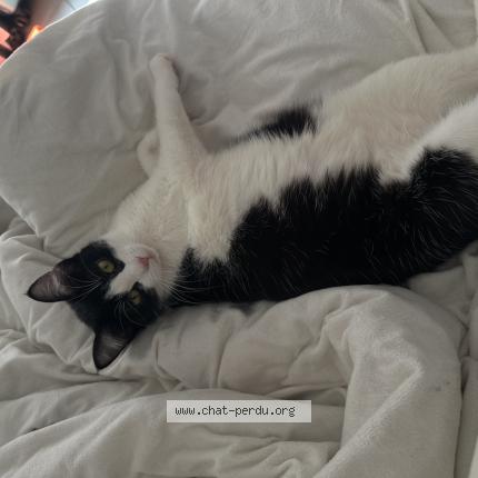 Foto 1/1 June Chat perdido en Villeneuve sur lot