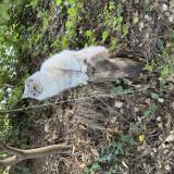 Foto del gato perdido en Cadiere D Azur