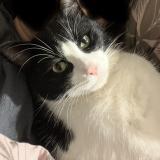 Foto del gato perdido en Corminboeuf