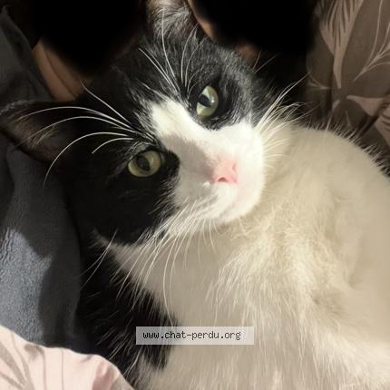 Foto 1/1 Senku Chat perdido en Corminboeuf