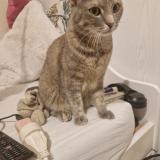 Foto del gato perdido en Grenoble