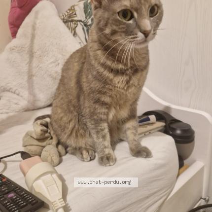 Foto 1/1 Zoé Chat perdido en Grenoble