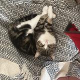 Foto del gato perdido en Chartres